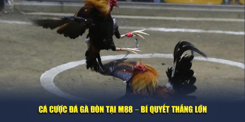 Cá cược đá gà đòn – Bí quyết thắng lớn