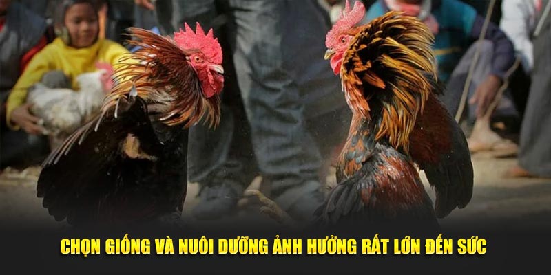 Chọn giống và nuôi dưỡng ảnh hưởng rất lớn đến sức 