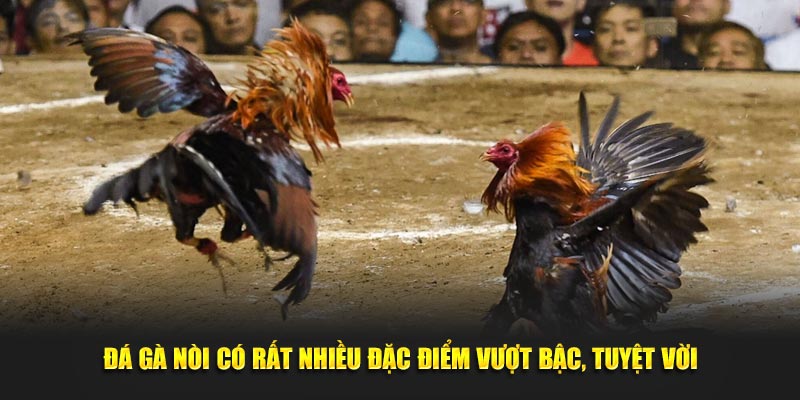 Đá gà nòi có rất nhiều đặc điểm vượt bậc, tuyệt vời