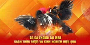 đá gà Thomo