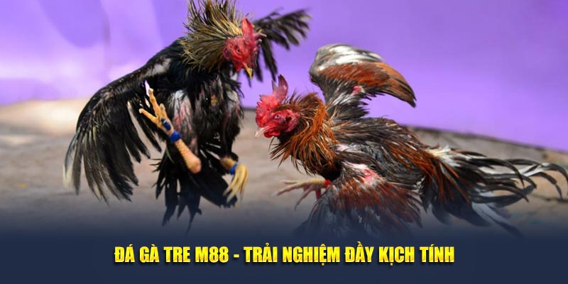 Đá gà tre - trải nghiệm đầy kịch tính