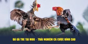 Đá gà tre