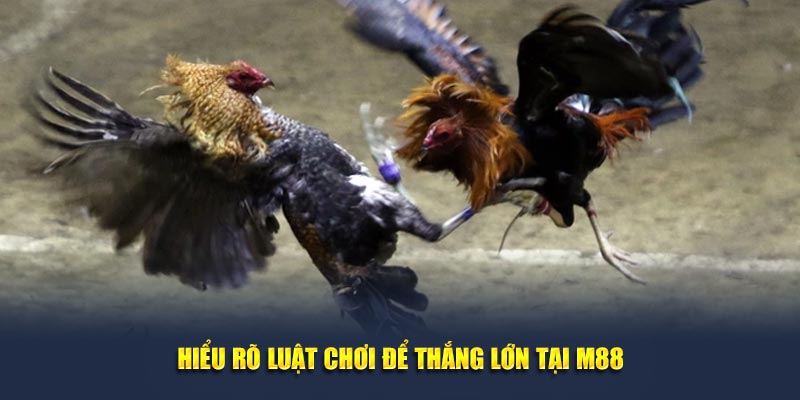 Hiểu rõ luật chơi để thắng lớn tại M88