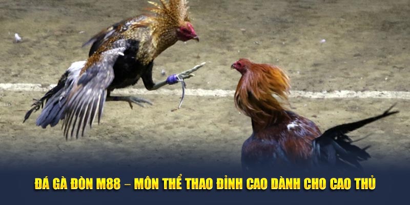 Khám phá sức hấp dẫn của đá gà đòn 