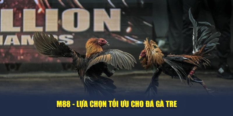 M88 - lựa chọn tối ưu cho đá gà tre