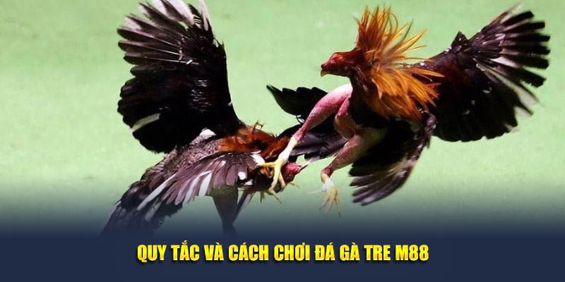 Quy tắc và cách chơi đá gà tre 