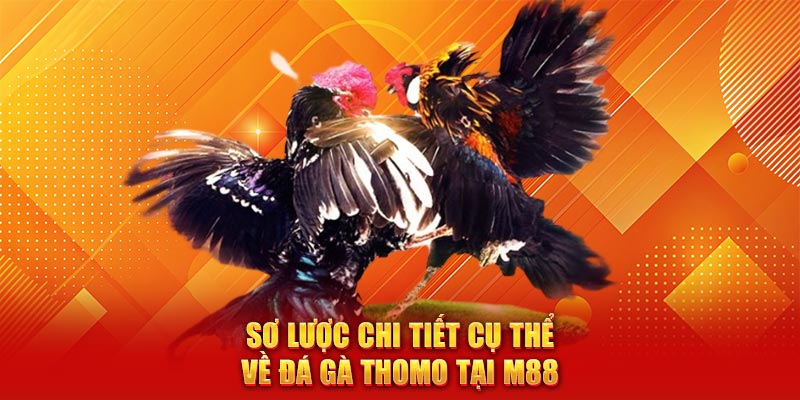  Sơ lược chi tiết cụ thể về đá gà thomo 